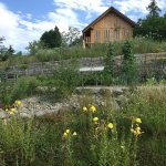 Wildbienengarten